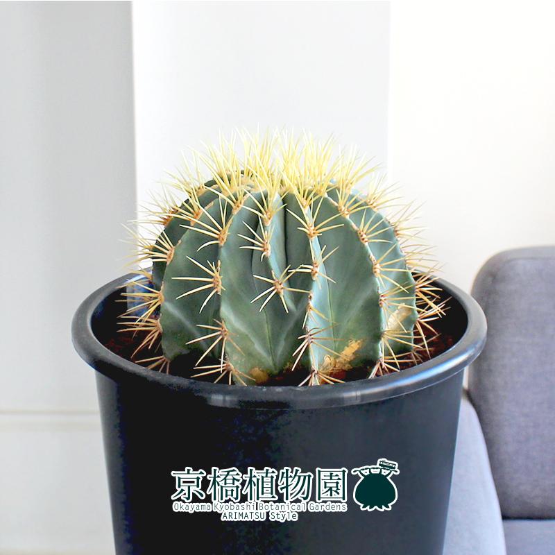 王冠竜　サボテン 楽天市場】サボテン：フェロカクタス 王冠竜 実生*幅3cm