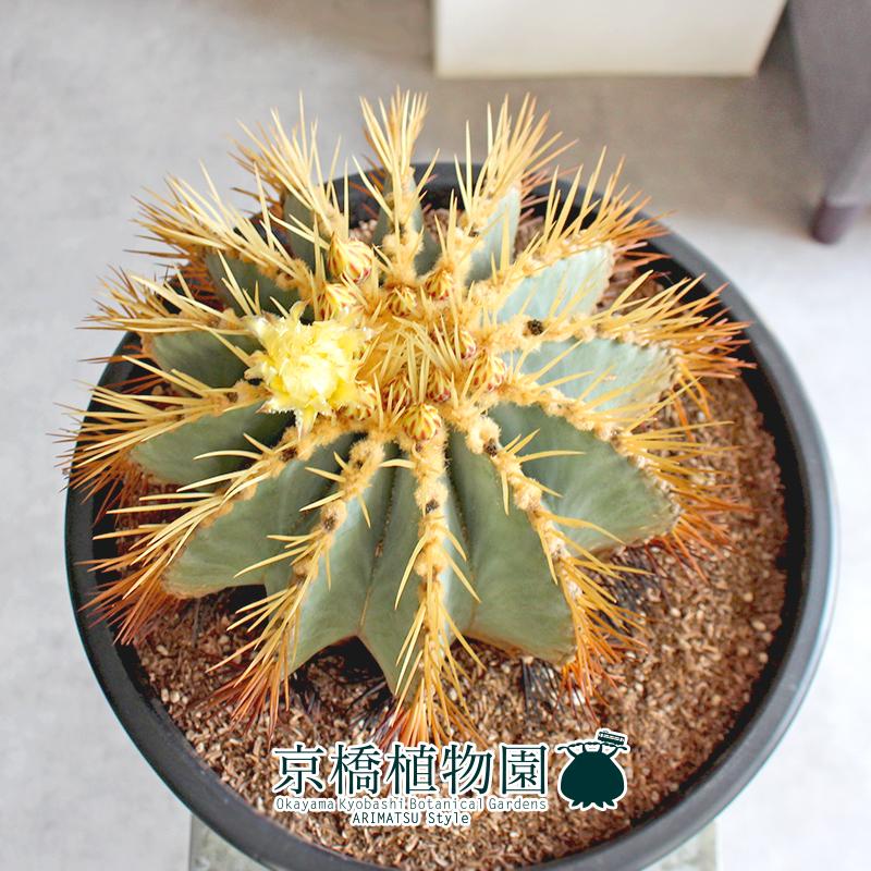 現品】サボテン王冠竜12号黒鉢（1）