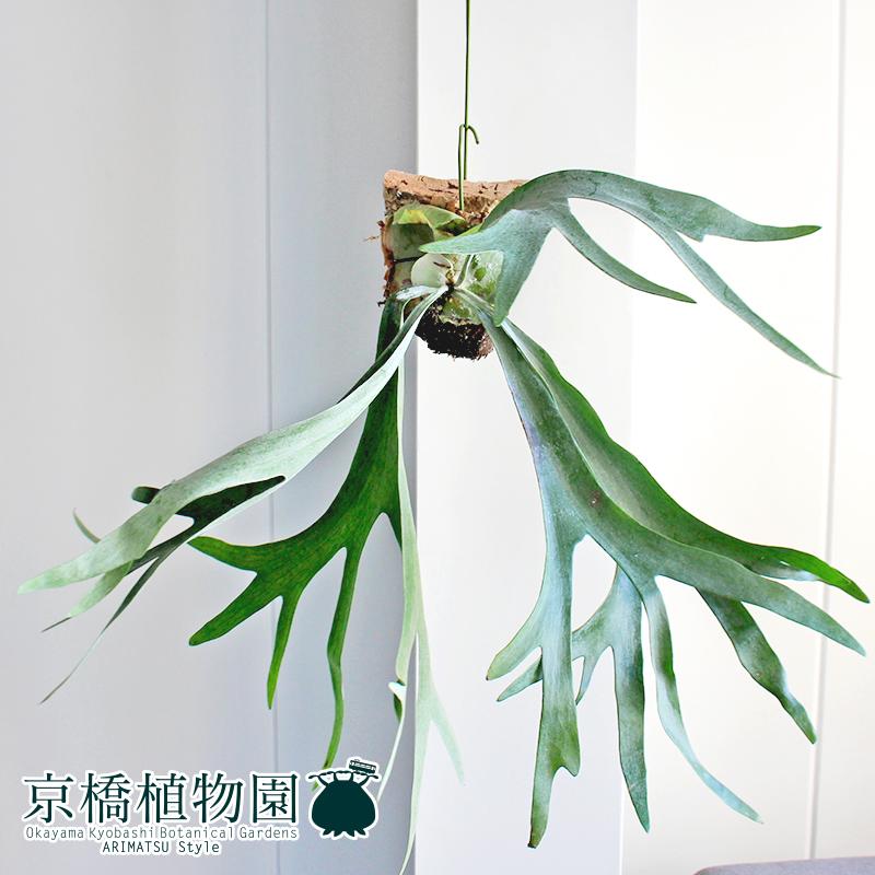 現品】コウモリラン/ビカクシダ・ビフルカツム（大）吊り下げ（1
