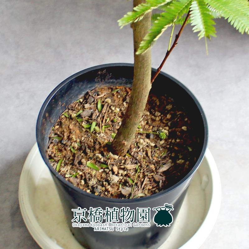 【現品】ネムノキ/エバーフレッシュ　7号　黒鉢（1） 現品】ネムノキ/エバーフレッシュ 7号 黒鉢（1） : 花のアリマツ Yahoo