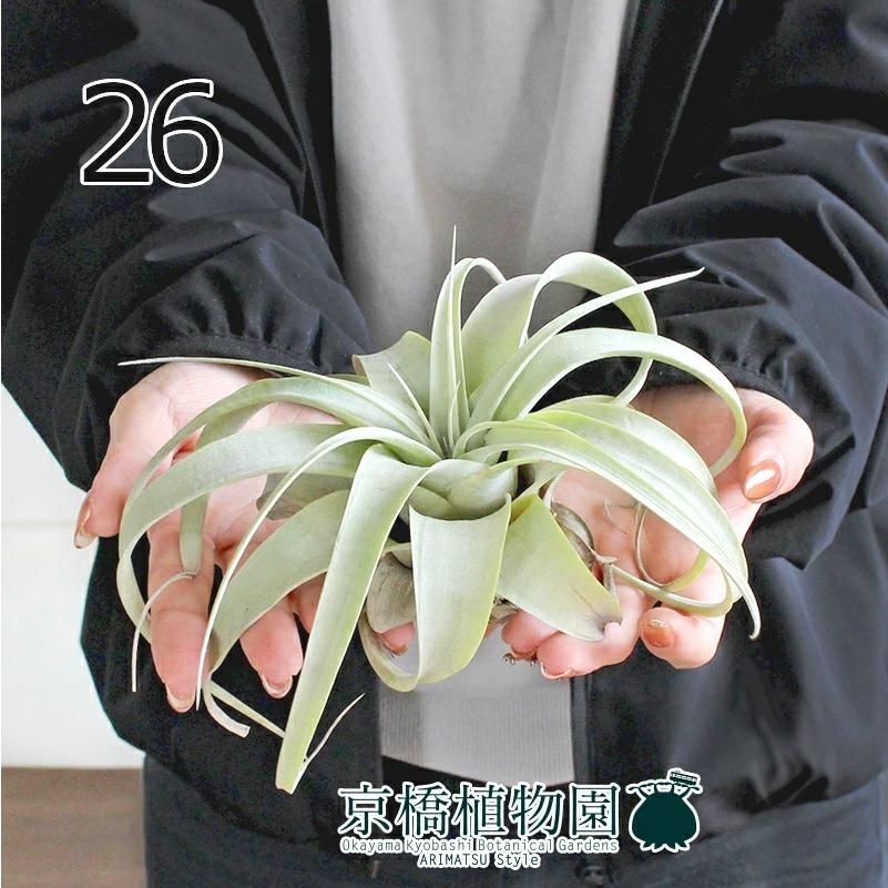現品 エアプランツ チランジア キセログラフィカ 26 Ag 0617 3y 花のアリマツ Yahoo 店 通販 Yahoo ショッピング