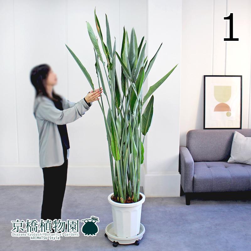 現品】ストレチア/ストレリチア・レギネ10号（1）