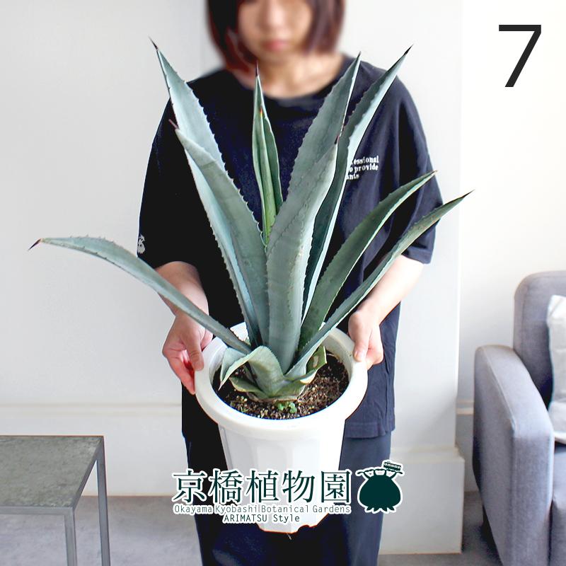 現品】アガベ・アオノリュウゼツラン 8号 白鉢（7） : 花のアリマツ
