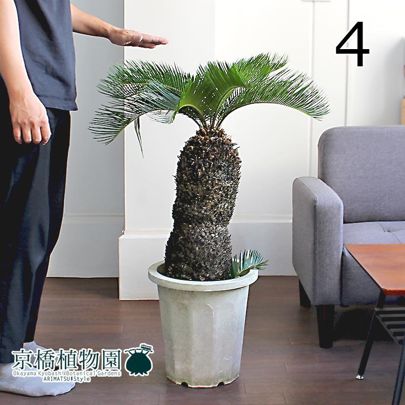 即納 現品 蘇鉄 ソテツ 10号 白鉢 3 植物 観葉植物 Drlubricants Com