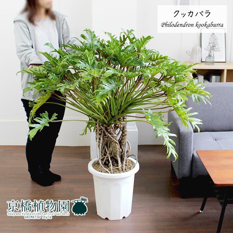 クッカバラ 幹立ち 10号 : 花のアリマツ Yahoo!店 - 通販 クッカバラ 幹立ち 10号 : 花のアリマツ Yahoo!店 - 通販