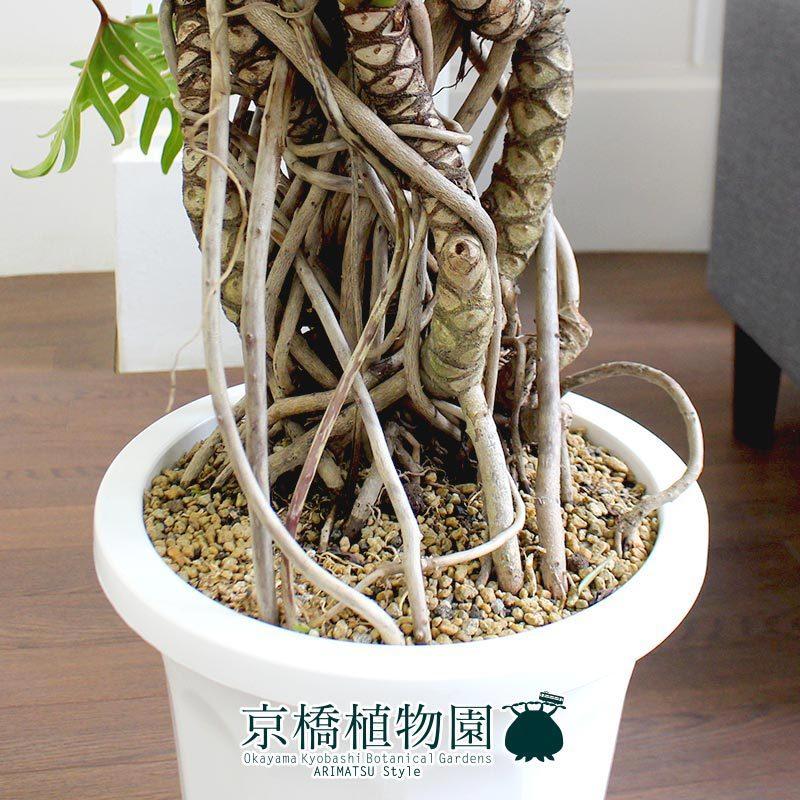 【現品】クッカバラ　幹立ち　10号　茶鉢（1） クッカバラ 幹立ち 10号 : 花のアリマツ Yahoo!店 - 通販 - Yahoo