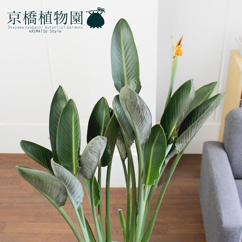 ストレチア/ストレリチア・レギネ 10号【バスケット鉢カバー付き