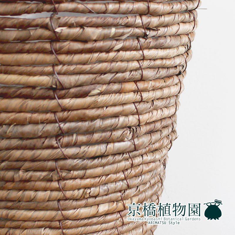 ストレチア/ストレリチア・レギネ 10号【バスケット鉢カバー付き