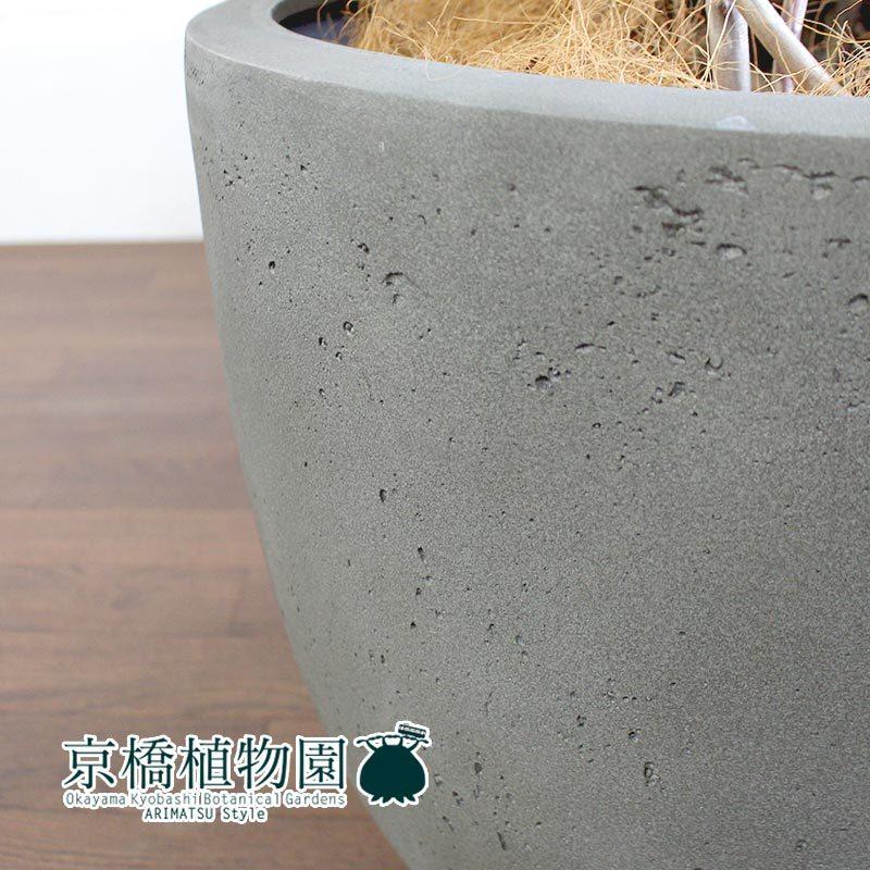 【現品】ストレチア/ストレリチア・レギネ　10号　（１） 観葉植物 ストレリチア (ストレチア) レギネ 10号 モンデリック