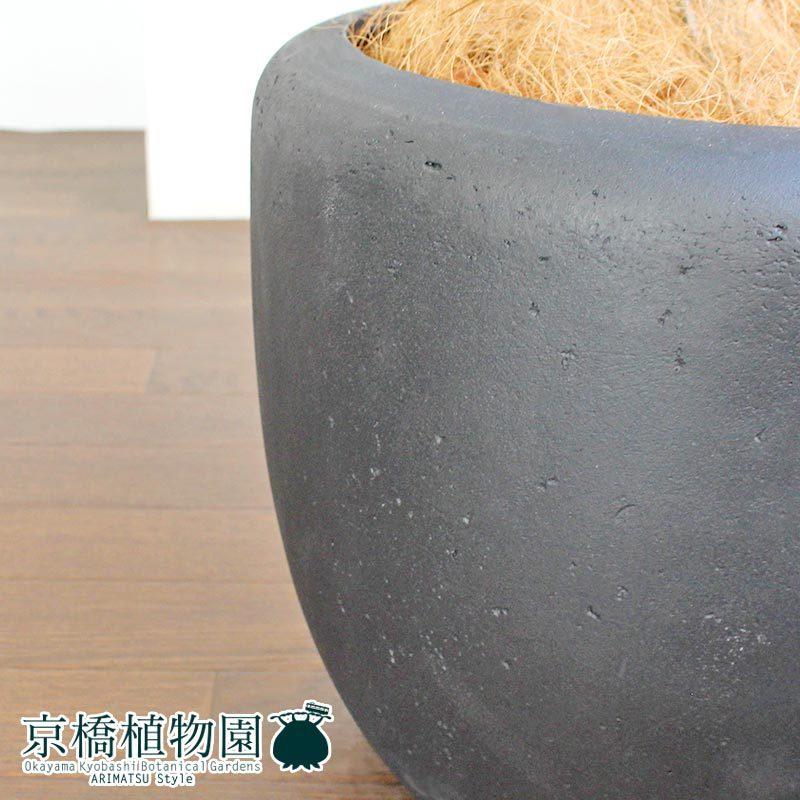 フィカス・ウンベラータ 曲がり 7号【カンサラ鉢カバー付き/ブラック