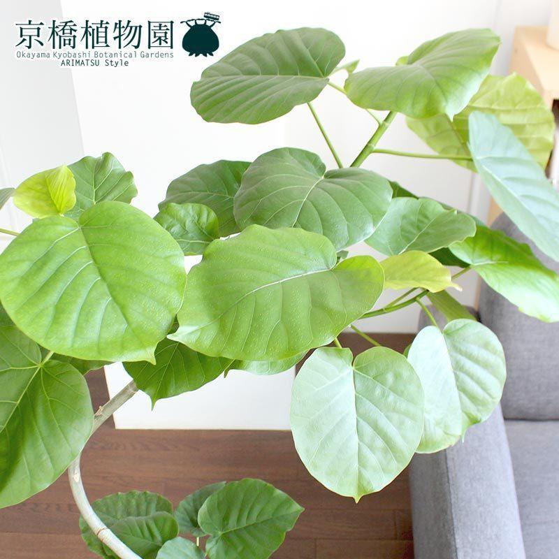 超激安特価 フィカス ウンベラータ 曲がり 7号 ボール鉢カバー付き クレイポット グレー