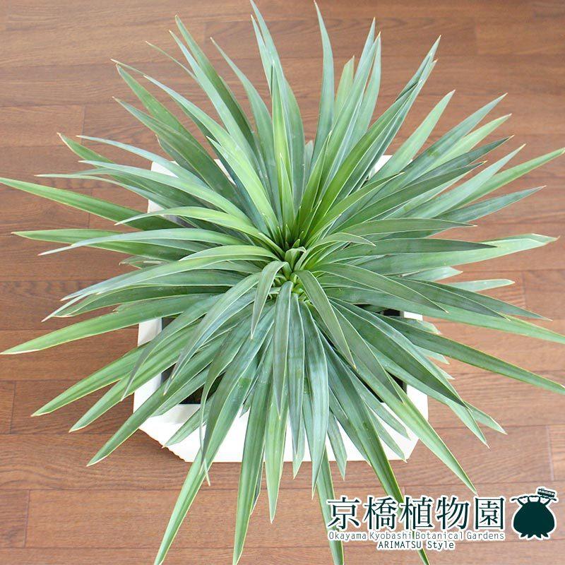 保障できる ユッカ デスメティアーナ 7号 クレイポット キューブ鉢カバー付き ホワイト Ag 1104 T15 花のアリマツ Yahoo 店 通販 Yahoo ショッピング 即納 最大半額 Mobile Scotturb Com