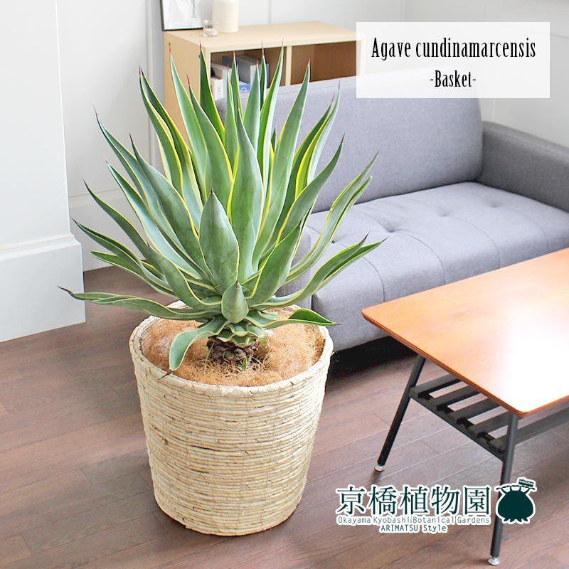 アガベ・ベネズエラ 10号【バスケット鉢カバー付き/アイボリー】 : ag  