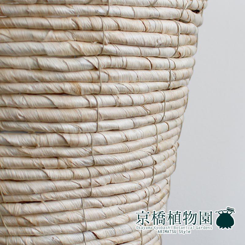 2 クッカバラ 7号 幹上がり 個性的 気根 フィロデンドロン 2