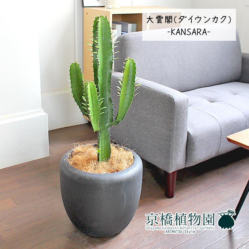 Spicygem スタッズ　鉢 spicygem studs pot スタッズ 鶴仙園 陶器鉢 spicygem studs pot var