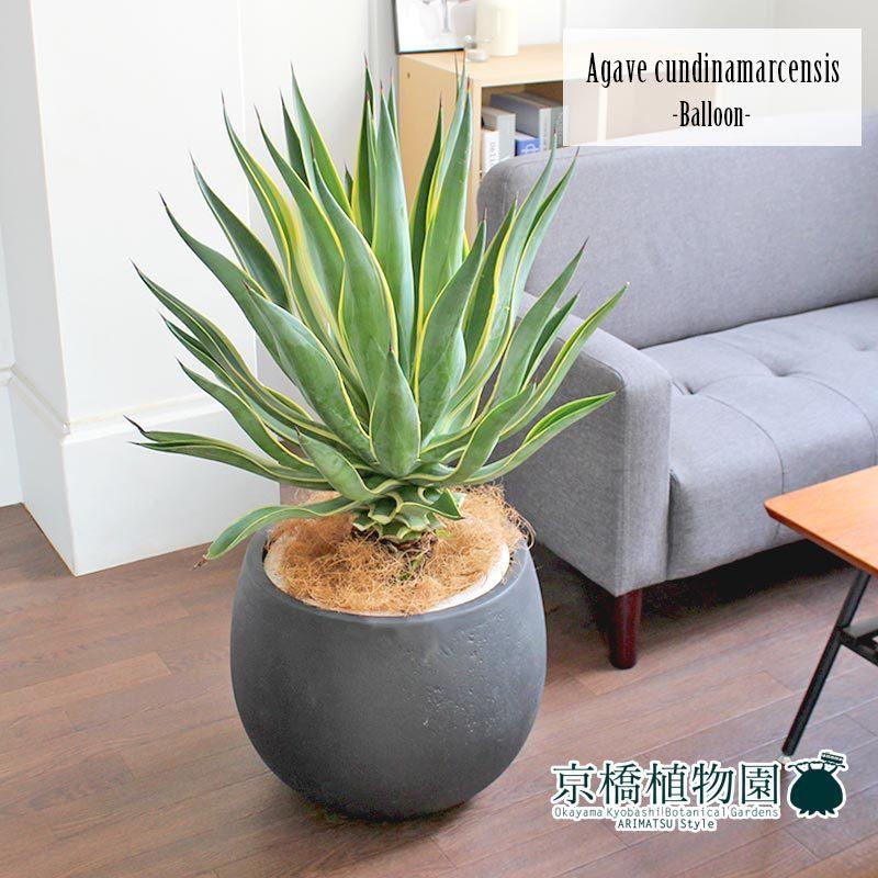 アガベ・ベネズエラ 10号【バルーン鉢カバー付き/アンティークブラウン