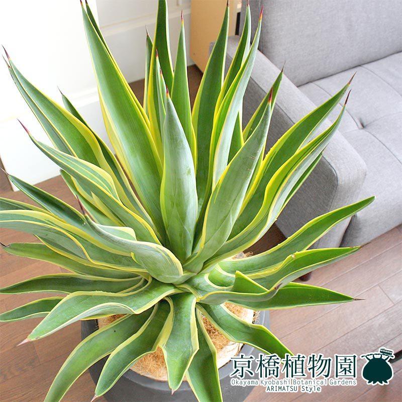 アガベ・ベネズエラ 10号【バルーン鉢カバー付き/アンティークブラウン