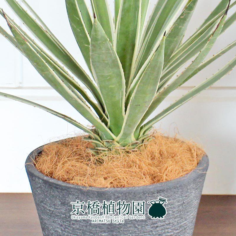 アガベ 白閃光（ハクセンコウ） 8号【ビアス鉢カバー付き/ブラック