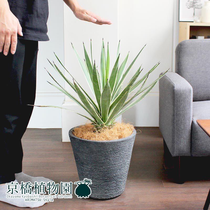 アガベ 白閃光（ハクセンコウ） 8号【ビアス鉢カバー付き/ブラック