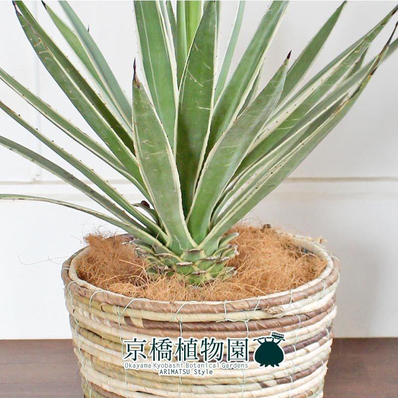 特大！直径120㌢ アガベハクセンコウ アガベ ハクセンコウ