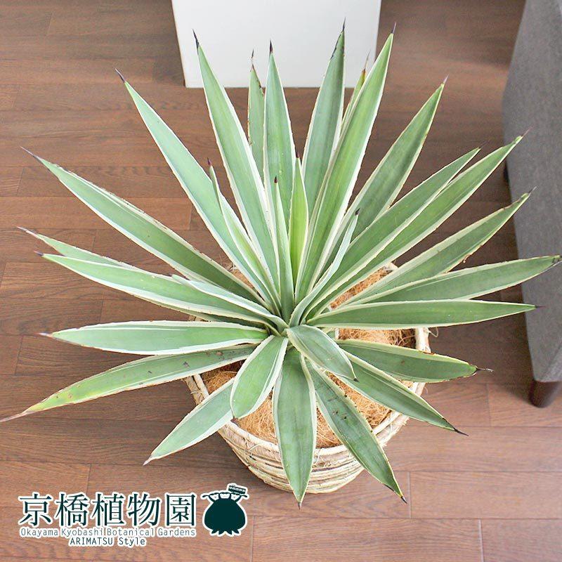 アガベ•白閃光 ハクセンコウ