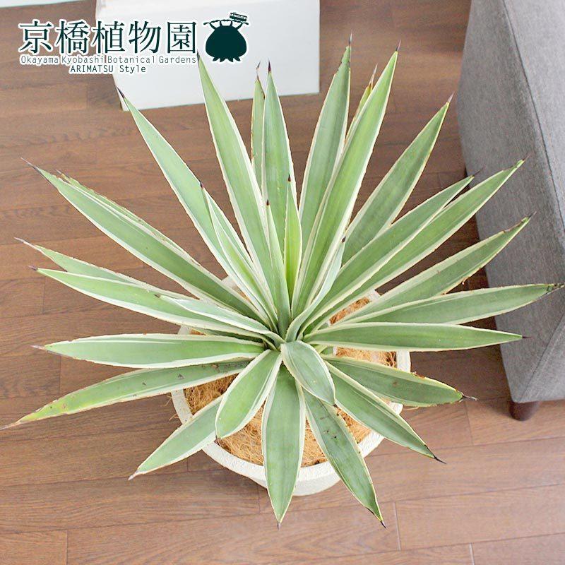 観葉植物 アガベ マルギナータ ハクセンコウ 楽天市場】アガベ