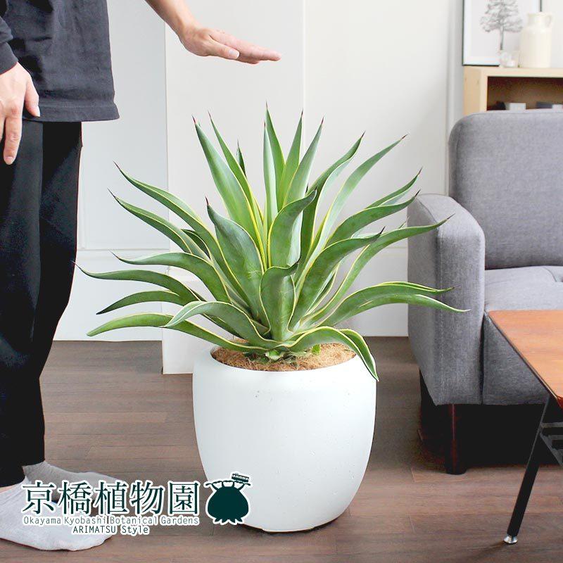 楽天市場】アガベ ベネズエラの通販 アガベ ベネズエラ ランダム24