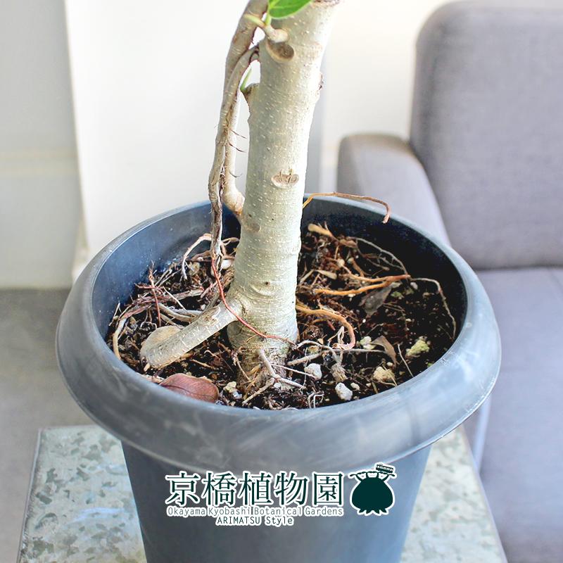 【現品】フィカス・アルテシーマ　7号　曲がり　黒鉢　（2） 現品】フィカス・アルテシーマ 7号 曲がり 黒鉢（2） 現品