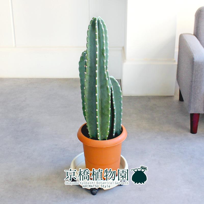 【現品】柱サボテン　3本立　8号　茶鉢　（2） 現品】柱サボテン 3本立 8号 茶鉢（3） : 花のアリマツ Yahoo!店