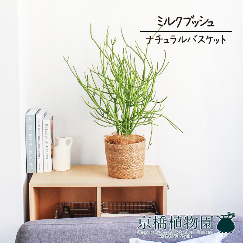 ナチュラルバスケット鉢カバー】ミルクブッシュ(青珊瑚) 5号 【受け皿 