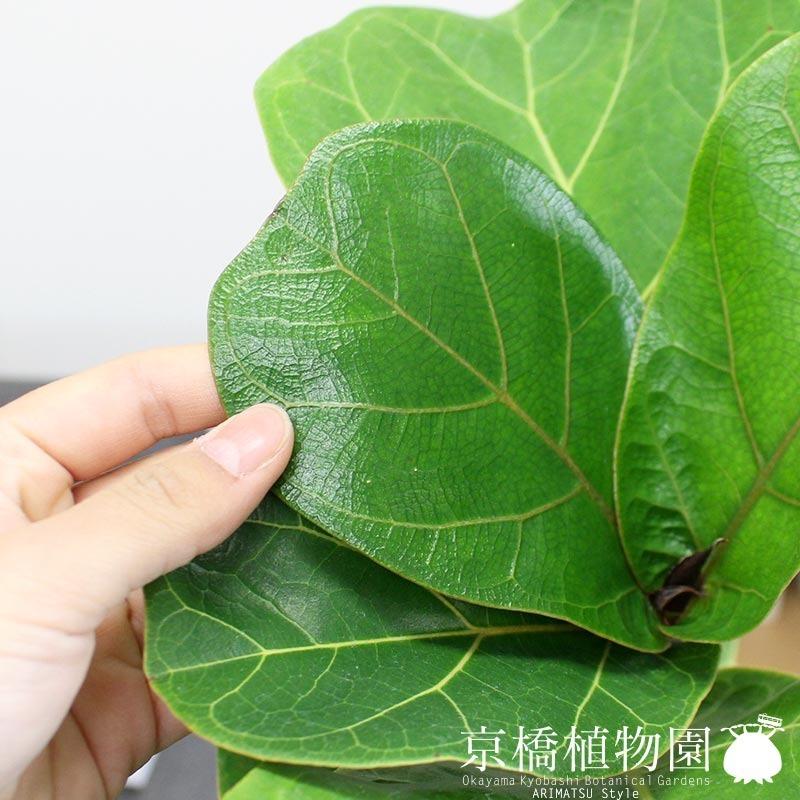 ナチュラルバスケット鉢カバー】カシワバゴムノキ(フィカス・リラータ