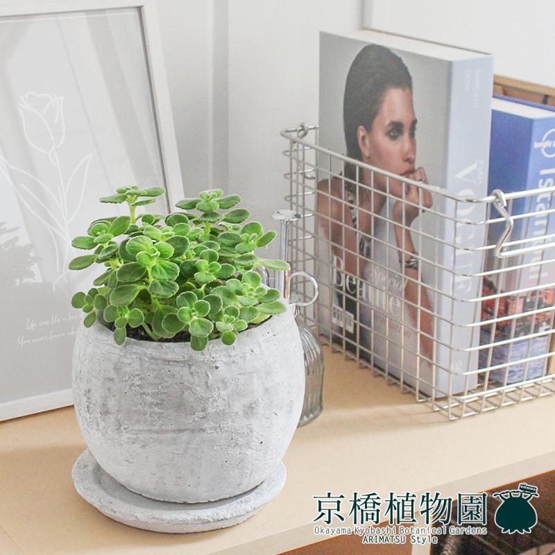 ロゼッタボウルsサイズ ホワイト ハーブ アロマティカス 受け皿付き ころんとしたモルタル製鉢 Ag 2109 03 花のアリマツ Yahoo 店 通販 Yahoo ショッピング