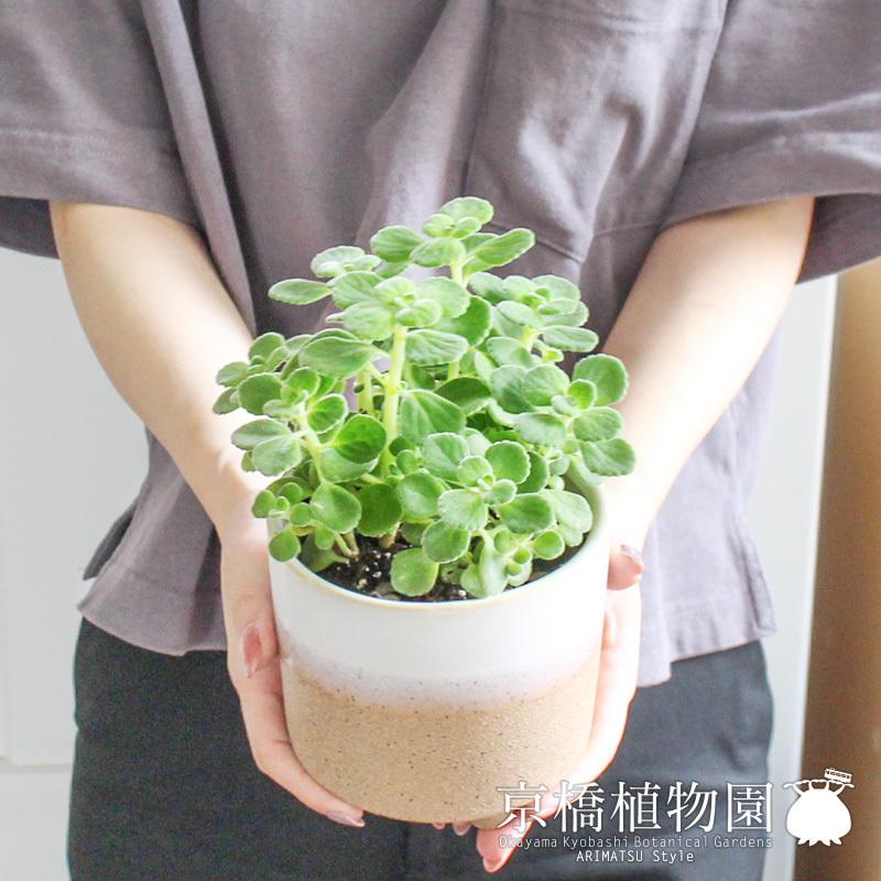 数量は多 4個まで同梱ok ゴキブリハーブ 虫よけ 6月