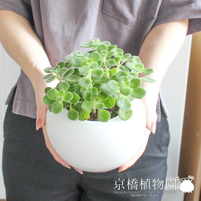 陶器鉢】ハーブ アロマティカス【受け皿付き】【インテリア