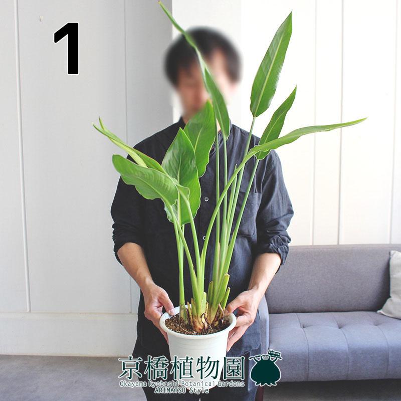 現品】ストレチア/ストレリチア・レギネ 7号 白鉢（1） : 花のアリマツ