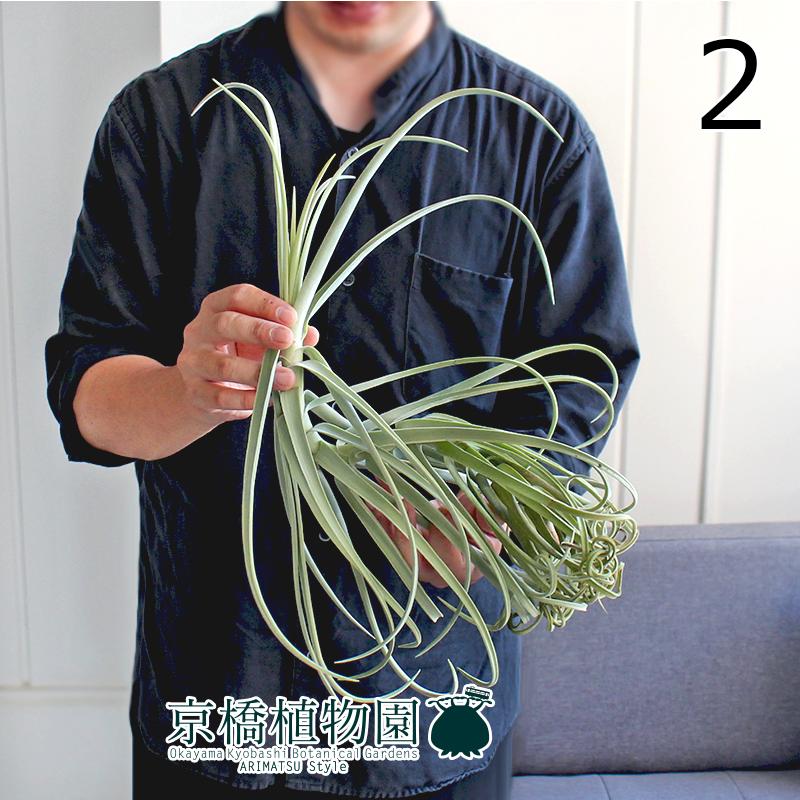現品 チランジア ドラティー 大 4 Ag 1b 花のアリマツ Yahoo 店 通販 Yahoo ショッピング