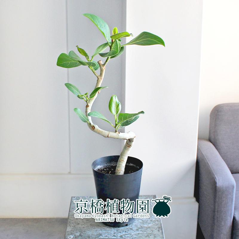 【現品】フィカス・ベンガレンシス　曲がり　5号　黒鉢　（4） 現品】フィカス・ベンガレンシス曲がり5号黒鉢（4）