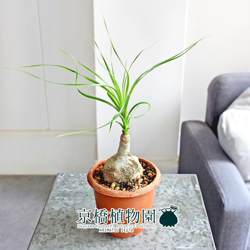 現品】トックリラン/ノリナ/ポニーテール 3.5号 茶鉢（2） : 花の