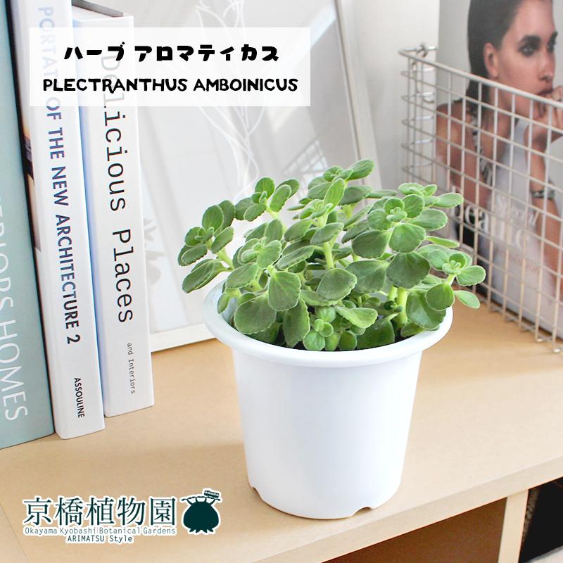 ハーブ アロマティカス 4号 : 花のアリマツ Yahoo!店 - 通販 - Yahoo