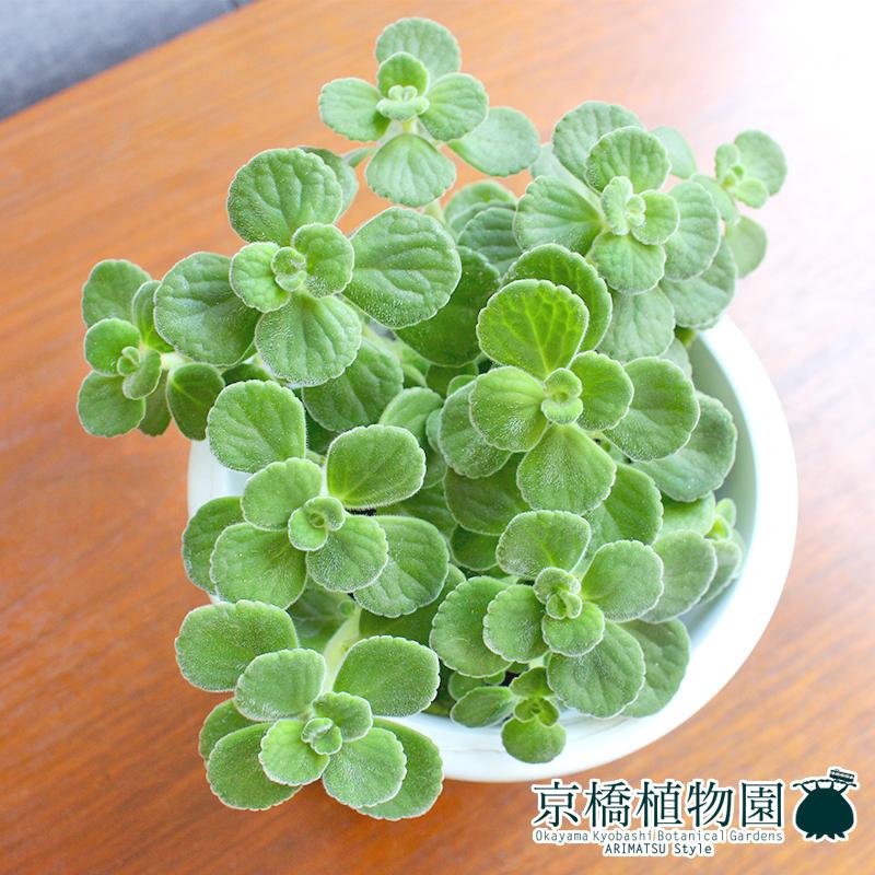 ハーブ アロマティカス 4号 : 花のアリマツ Yahoo!店 - 通販 - Yahoo