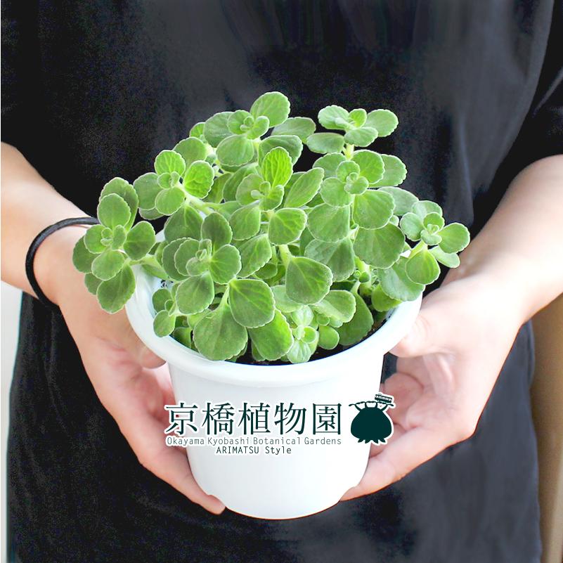 ハーブ アロマティカス 4号 : 花のアリマツ Yahoo!店 - 通販 - Yahoo