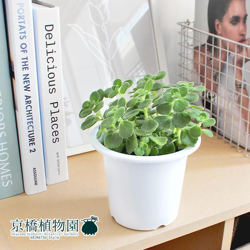 アロマティカス（観葉植物） | 花、ガーデニング のおすすめ人気商品