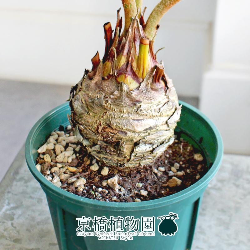 ザミア　プミラ　メキシコソテツ 現品】ザミア・プミラ（メキシコソテツ） 4号 緑鉢（4） : 花の