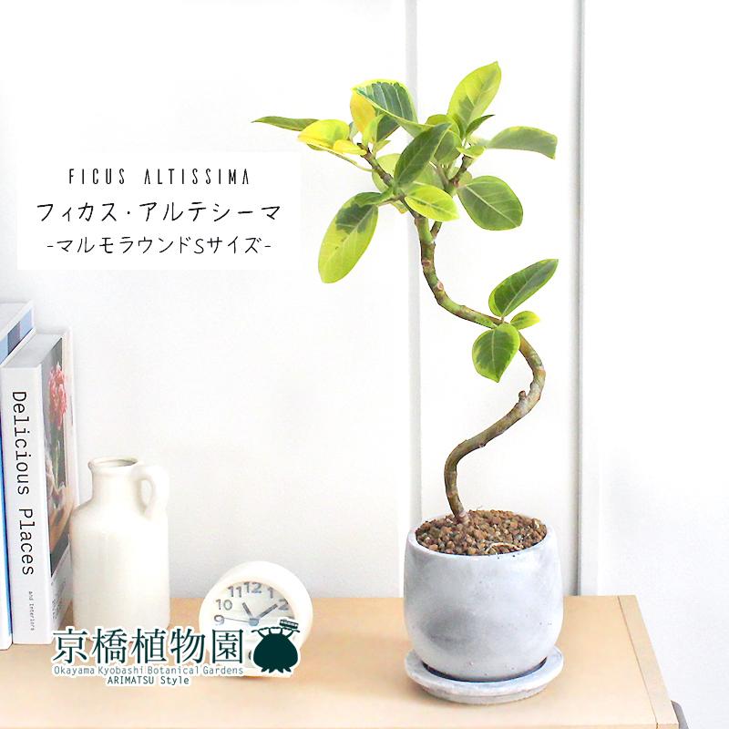 フィカス　アルテシーマ　曲がり　鉢皿付き フィカス・アルテシーマ 曲がり【マルモラウンドSサイズ/受け皿付き