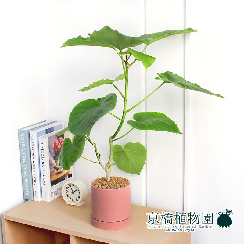 リアSサイズ/ピンク】フィカス・ウンベラータ【受け皿付き】 : 花の