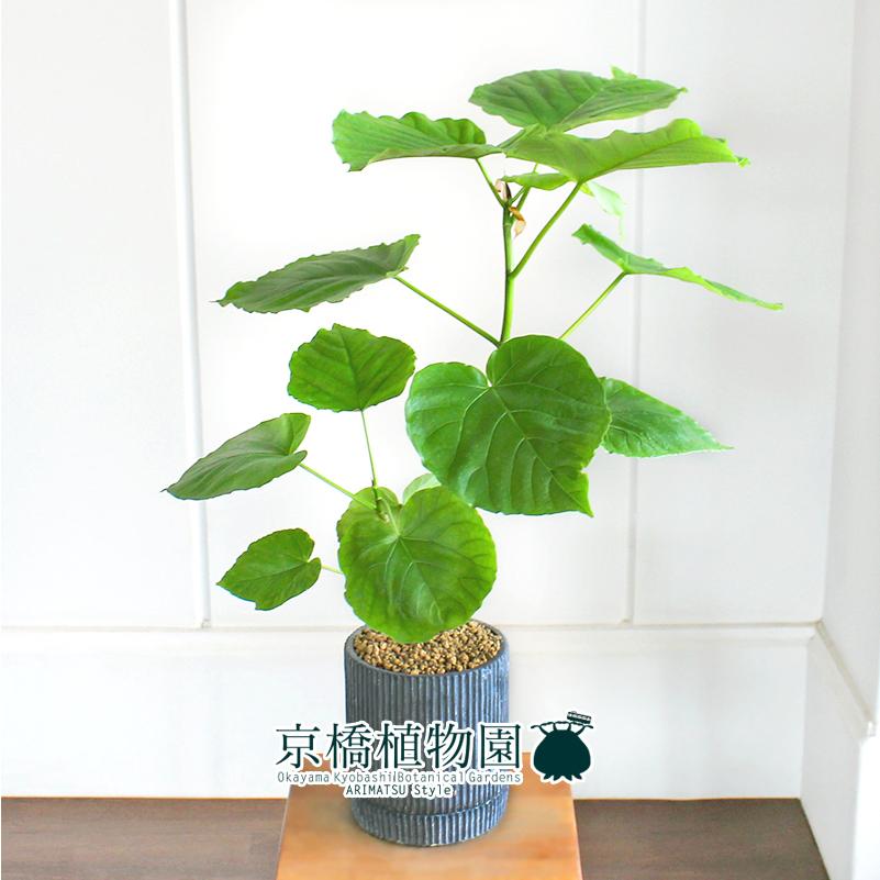 カレントS/ブラック】フィカス・ウンベラータ【受け皿付き】 : 花の