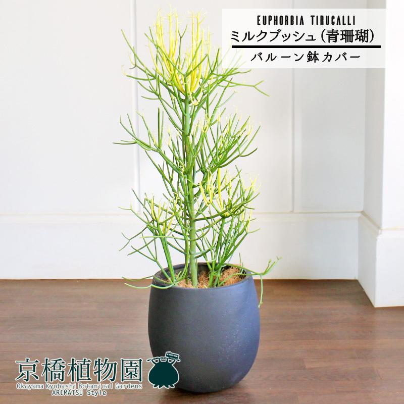 37d ハオルチア 多肉植物 金子短葉万象錦 自家繁殖 多肉植物