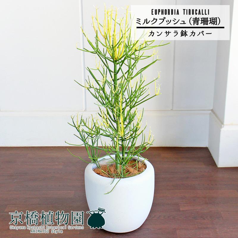 ユーフォルビア フスカ 現地球からカットした挿し木 発根済 009