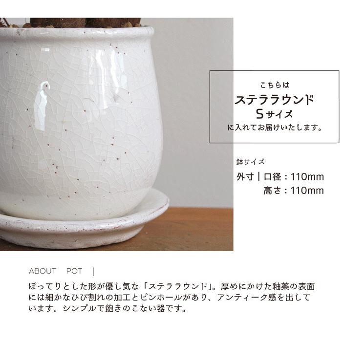 ステララウンド：Sサイズ/陶器鉢】フランスゴム 曲がり【受け皿付】pot