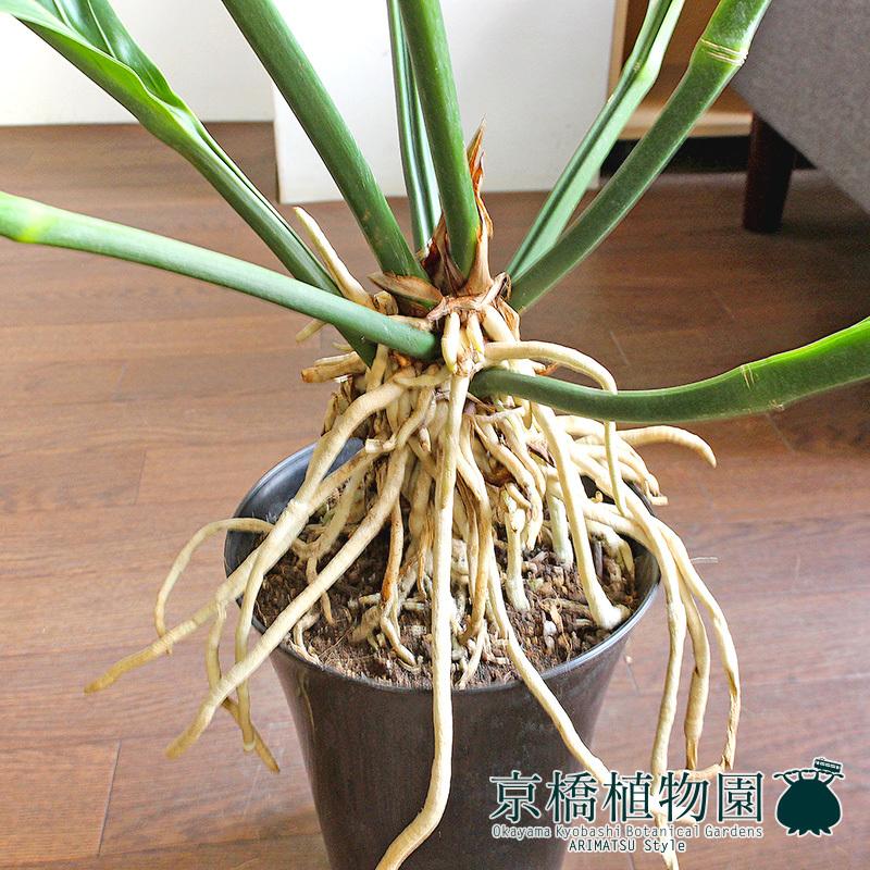 アンスリウム・フーケリー 6号 : 花のアリマツ Yahoo!店 - 通販